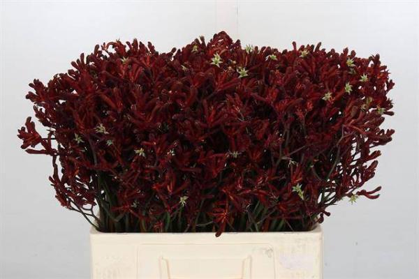 Vollsortiment - Anigozanthos rot - 10 Stiele